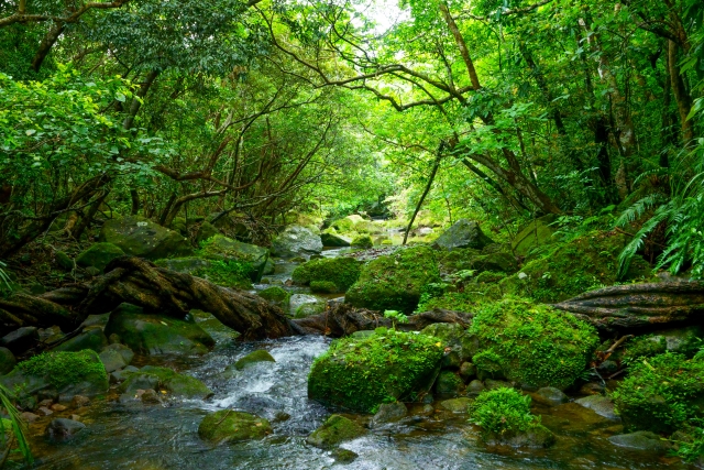 【心の力を抜いて、川の流れのように生きませんか】
