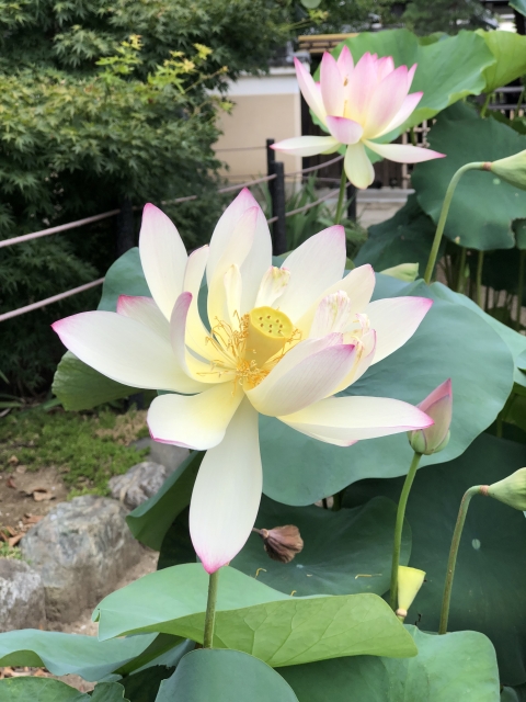 心の三毒の解消法♪