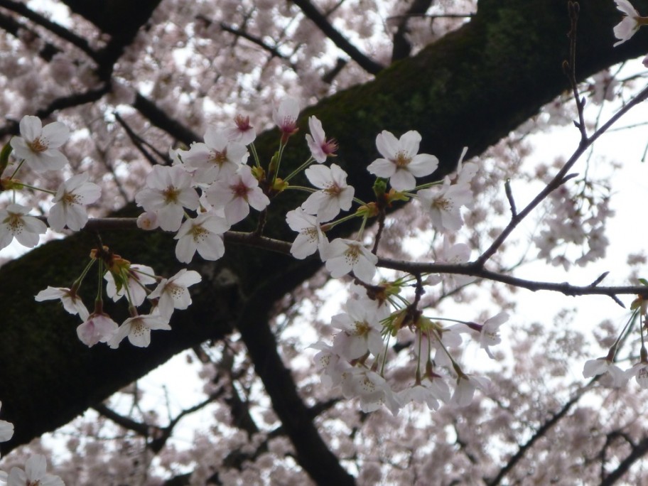 桜　