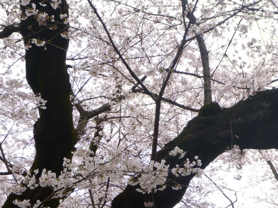 桜　