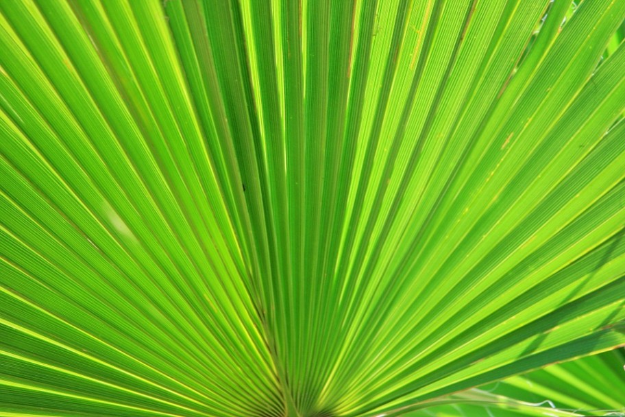 fan-palm-283152_960_7201